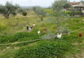 Finca rústica en venda a la Carpio de Tajo, El Carpio de Tajo, ref.: TR104283 foto