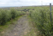 Finca rústica en venda a la Carpio de Tajo, El Carpio de Tajo, ref.: TR104283 foto