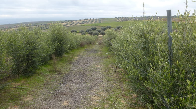Toledo - El Carpio de Tajo - 90000m2