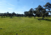 Terreny no urbanitzable en venda a la N-403a, Maqueda, ref.: TR104281 foto