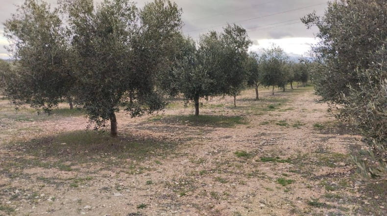 Toledo - Toledo - 340000m2