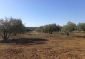 Terreny no urbanitzable en venda a la A-312a, Linares, ref.: TR104292 foto