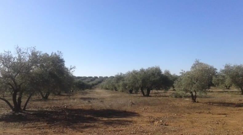 Jaen - Linares - 301331m2