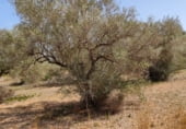 Terreny no urbanitzable en venda a la Camí de Càlig a Ulldecona, Càlig, ref.: TR104345 foto
