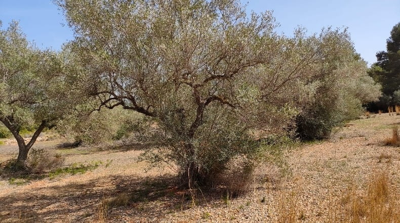 Castellón - Cálig - 8140m2
