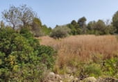 Terreny no urbanitzable en venda a la Camí de Càlig a Ulldecona, Càlig, ref.: TR104345 foto