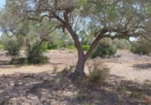 Terreny no urbanitzable en venda a la Camí de Càlig a Ulldecona, Càlig, ref.: TR104345 foto