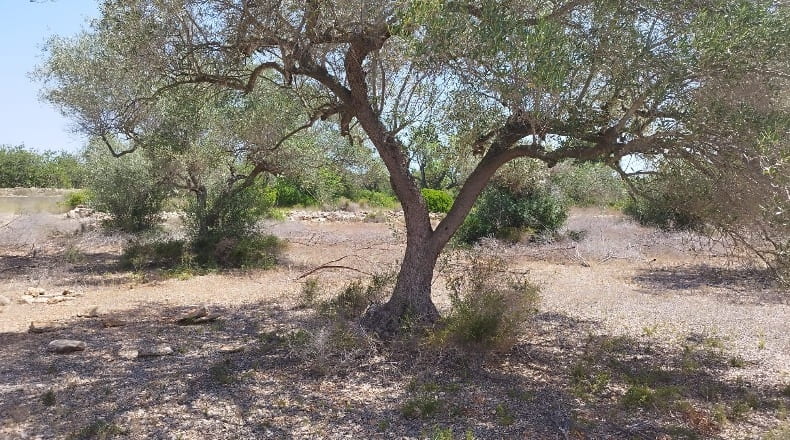 Castellón - Cálig - 8140m2