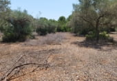 Terreny no urbanitzable en venda a la Camí de Càlig a Ulldecona, Càlig, ref.: TR104345 foto