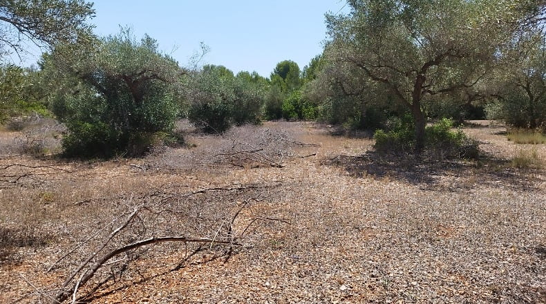 Castellón - Cálig - 8140m2