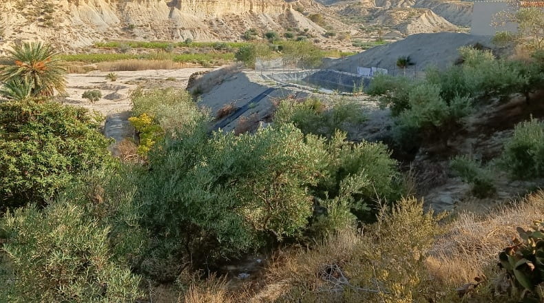 Murcia - Abarán - 7246m2