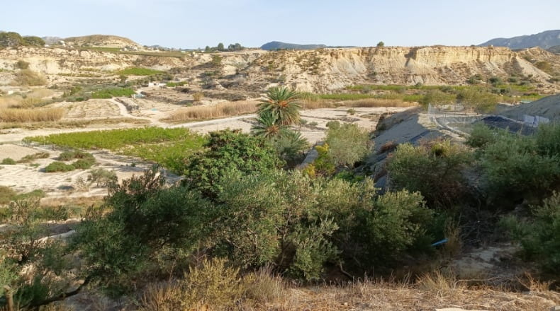 Murcia - Abarán - 7246m2