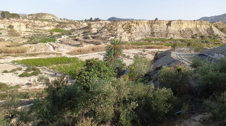 Murcia - Abarán - 7246m2