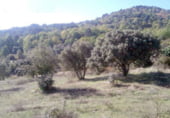 Terreno con Ruinas en venta en la M-507, Cadalso de los Vidrios, ref: TR104779 foto