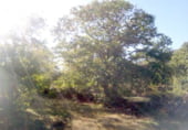 Terreno con Ruinas en venta en la M-507, Cadalso de los Vidrios, ref: TR104779 foto