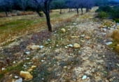 Non-developable land for sale on Mas de l'Andalús de Baix, la Salzadella, ref: TR104204 photo