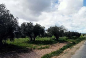Fuencaliente 22393&nbsp;m² 