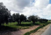 Non-developable land for sale on Fuencaliente, ref: TR104985 photo