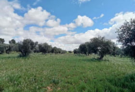 Fuencaliente 22393&nbsp;m² 