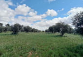 Non-developable land for sale on Fuencaliente, ref: TR104985 photo