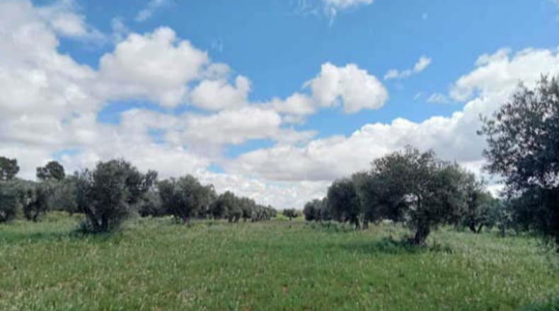 Ciudad Real - Fuencaliente - 22393m2