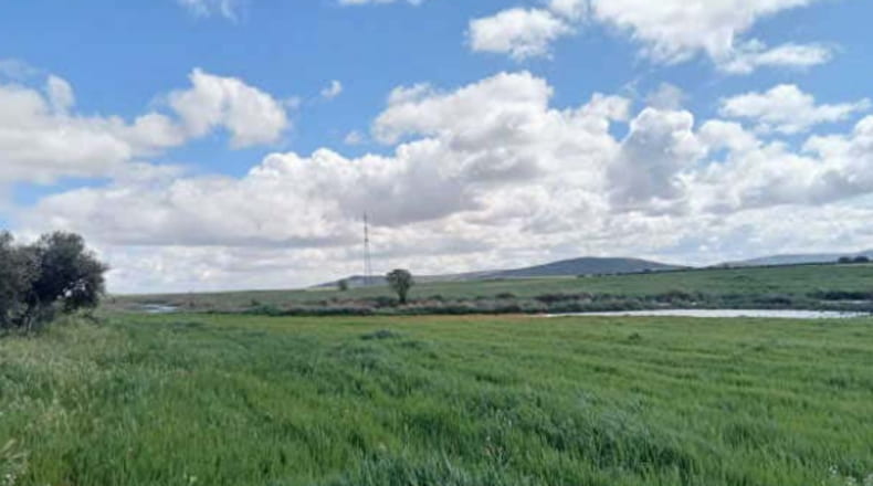 Ciudad Real - Fuencaliente - 22393m2