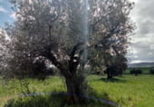 Non-developable land for sale on Fuencaliente, ref: TR104985 photo