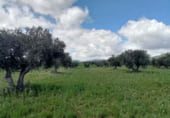Non-developable land for sale on Fuencaliente, ref: TR104985 photo