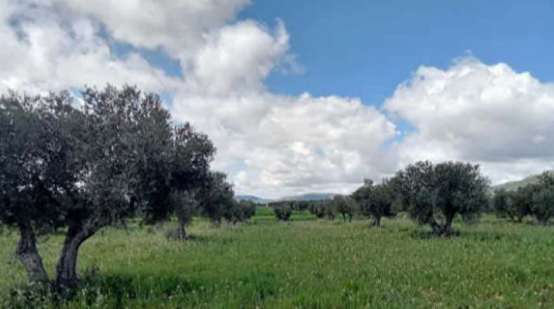 Ciudad Real - Fuencaliente - 22393m2