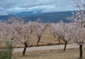 Rural estate for sale on Camino de Torrealta, Ademuz, ref: TR104988 photo