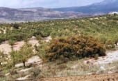 Rural estate for sale on Camino de Torrealta, Ademuz, ref: TR104988 photo