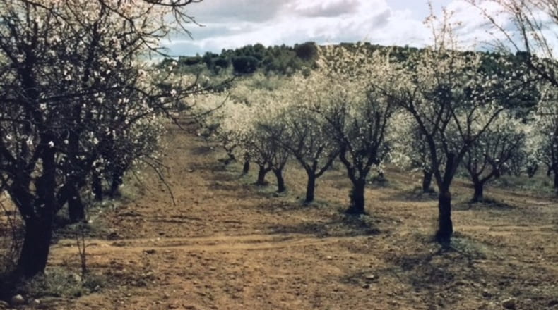 Valencia - Ademuz - 161460m2