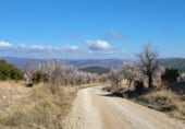 Rural estate for sale on Camino de Torrealta, Ademuz, ref: TR104988 photo