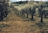 Rural estate for sale on Camino de Torrealta, Ademuz, ref: TR104988 photo