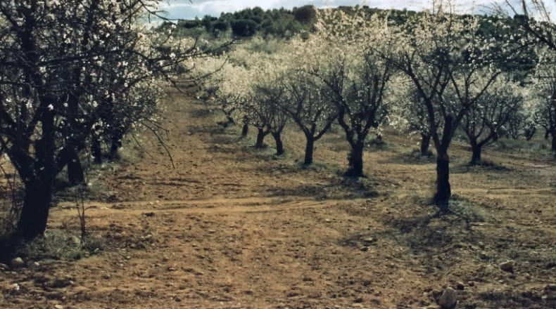 Valencia - Ademuz - 161460m2