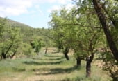 Rural estate for sale on Camino de Torrealta, Ademuz, ref: TR104988 photo