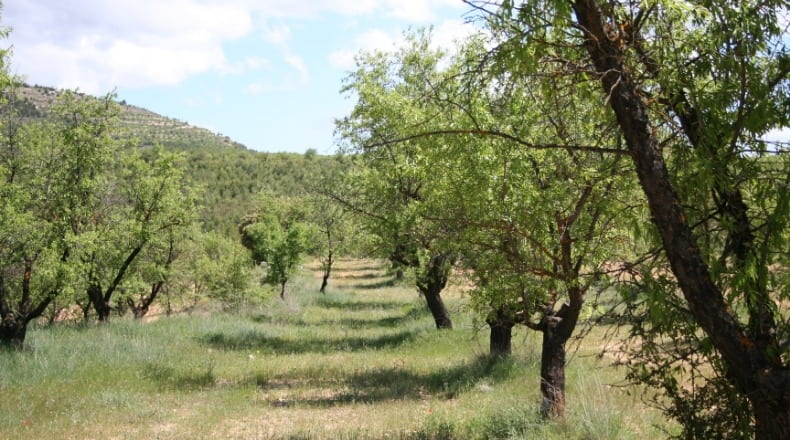 Valencia - Ademuz - 161460m2