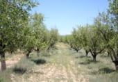 Rural estate for sale on Camino de Torrealta, Ademuz, ref: TR104988 photo