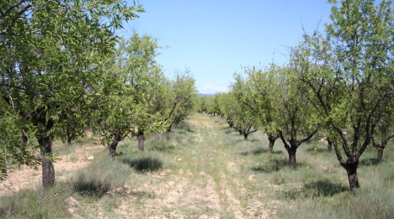 Valencia - Ademuz - 161460m2