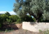 Terreny no urbanitzable en venda a la Carretera Ribesalbes, Castelló de la Plana, ref.: TR105001 foto