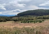 Finca rústica en venta en la MARTIN - BOVEDA, Monforte de Lemos, ref: TR105343 foto