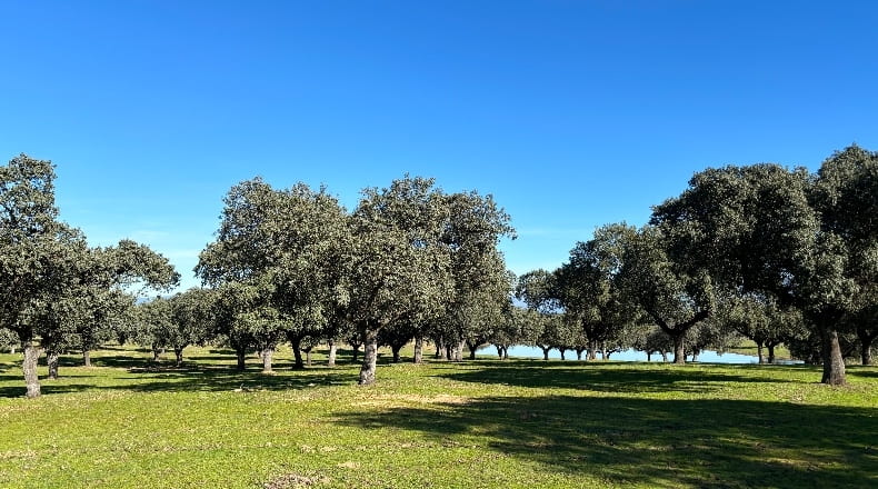Cáceres - Oliva de Plasencia - 2920000m2