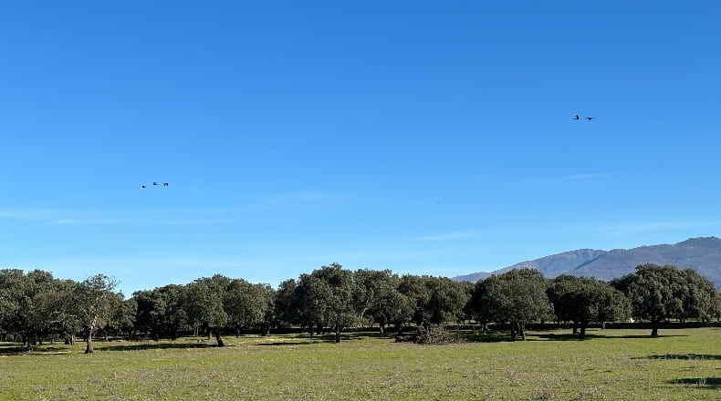 Cáceres - Oliva de Plasencia - 2920000m2