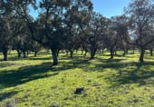 Rural estate for sale on Oliva de Plasencia, ref: TR105338 photo