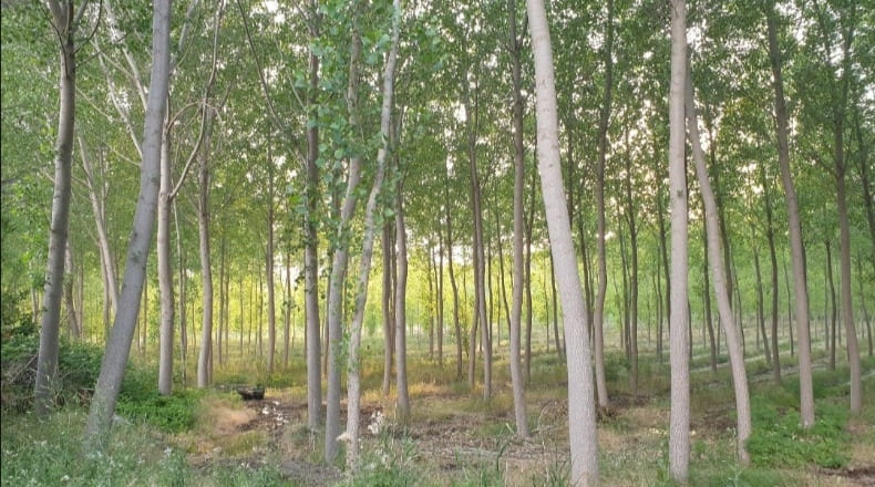 Guadalajara - Molina de Aragón - 250000m2