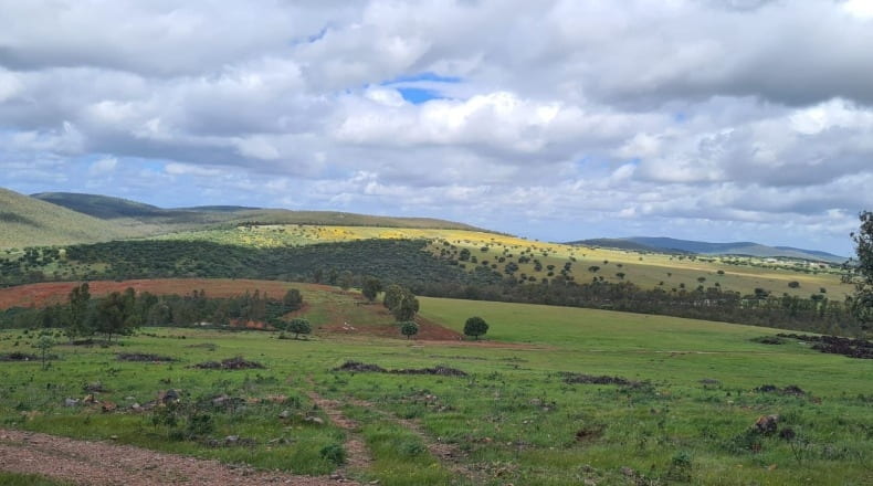 Badajoz - Puebla de la Reina - 521m2