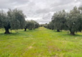 Terreno no urbanizable en venta en la Carretera a Alcuéscar, Alcuéscar, ref: TR105406 foto