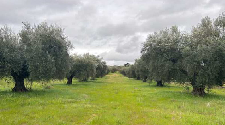 Caceres - Alcuéscar - 240000m2