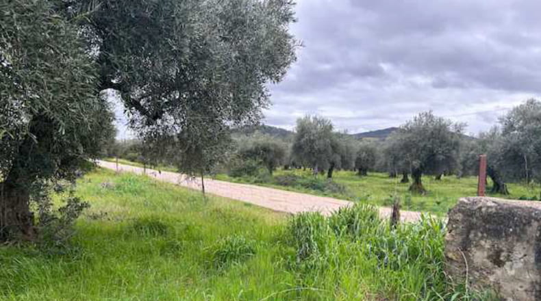 Caceres - Alcuéscar - 240000m2