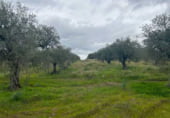 Terreno no urbanizable en venta en la Carretera a Alcuéscar, Alcuéscar, ref: TR105406 foto